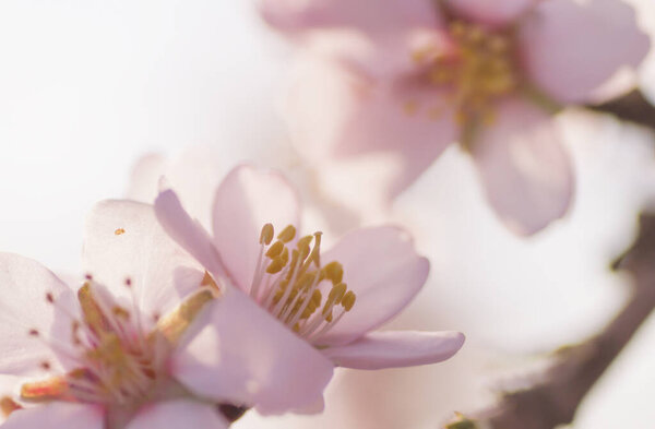 Close up of almond tree pink flower 
