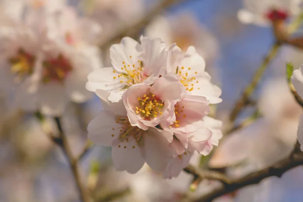 Almond tree blossom detial — Stock Photo, Image