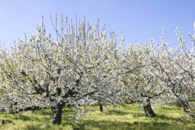 Yabani kiraz ağaçları, kiraz çiçekleri, beyaz çiçekler.