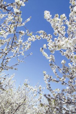 Cherry blossoms and blue sky clipart