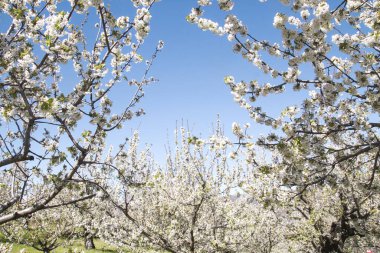 Baharın kiraz çiçekleri 