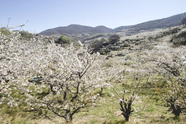 Valle del Jerte 'de çiçek açan kiraz ağaçları, Caceres, İspanya