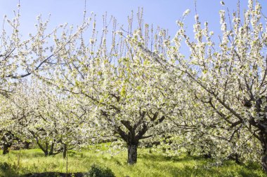 Sprngtime cherry trees blooming in Valle del Jerte  clipart