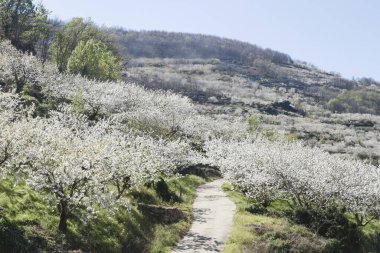 Spring in valle del Jerte  clipart