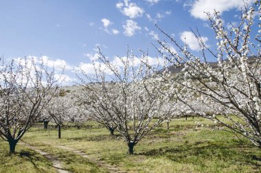 Valle del Jerte 'de ilkbaharda kiraz ağaçları 