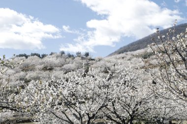Cherry blossoms white flowers  landscape in Valle del Jerte, Cac clipart