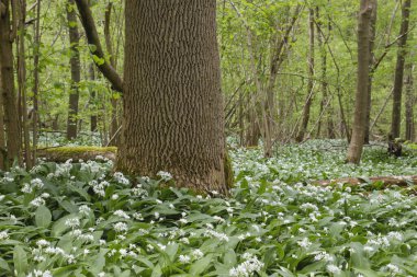 Renkli yabani çiçekler açıyor 