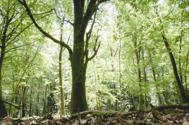 Baharda Paimpont Ormanı