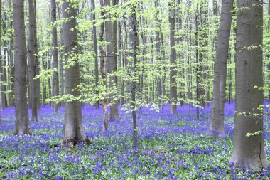 İlkbahar mavi ormanda 