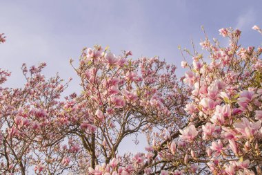 Manolya ağacının çiçek açmasının ayrıntıları 