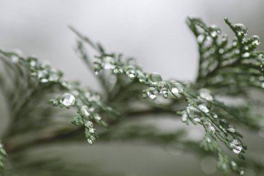 Su damlaları thuja yeşilliklerinin üzerine dökülür.