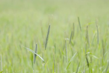 Yeşil buğday yakın çekim 