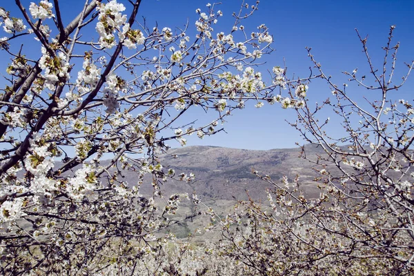 Fiori Ciliegio Valle Del Jerte Caceres Spagna — Foto Stock