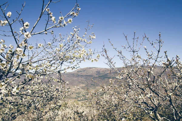 Wiosenne Kwiaty Wiśni Valle Del Jerte Hiszpania — Zdjęcie stockowe