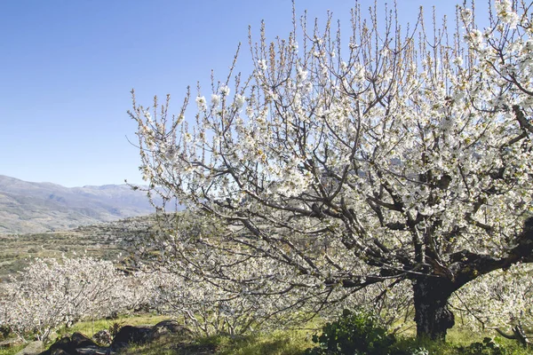 Kirschblüten Weiße Blumen Blühen Frühling Valle Del — Stockfoto