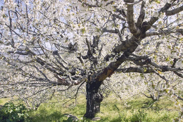 Fiore Ciliegio Selvatico Fiorito Primavera — Foto Stock