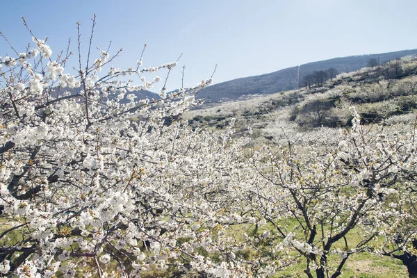 Wiosenne Kwiaty Wiśni Valle Del Jerte Caceres Hiszpania — Zdjęcie stockowe