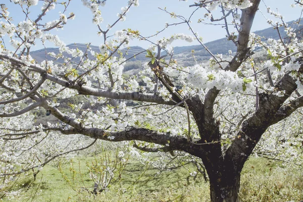 Kwiaty Wiśni Valle Del Jerte Hiszpania — Zdjęcie stockowe