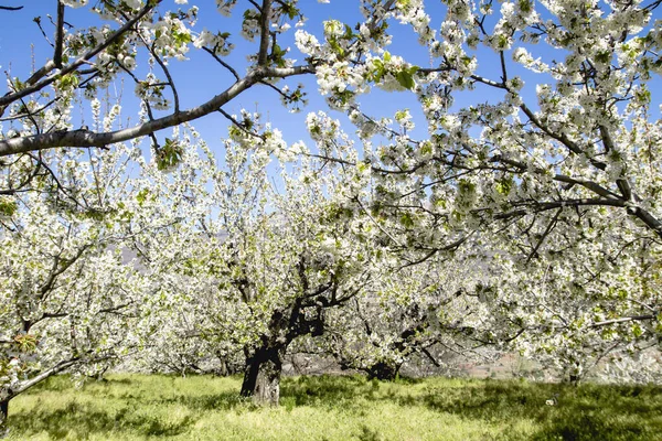 Cherry Blossoms Valle Del Jerte — Stock Photo, Image