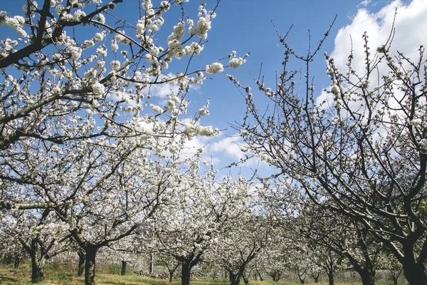 Cherry Blossoms Valle Del Jerte Extemadura Spain — Stock Photo, Image