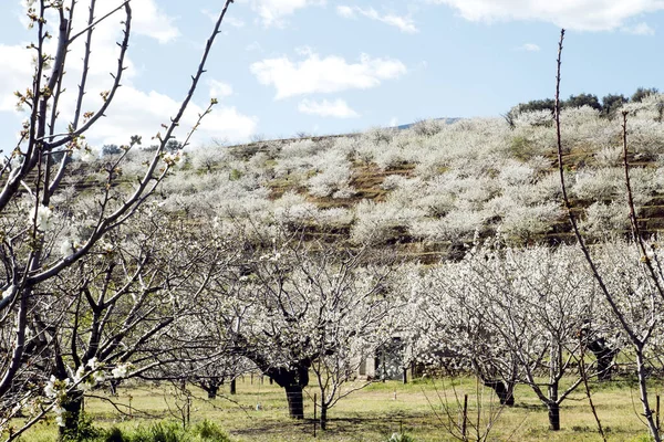 Kirschbäume Frühling Valle Del Jerte — Stockfoto