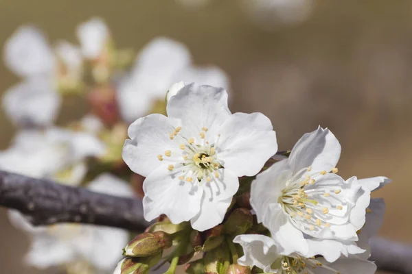 Fleur Cerisier Fleurs Blanches Fermer — Photo