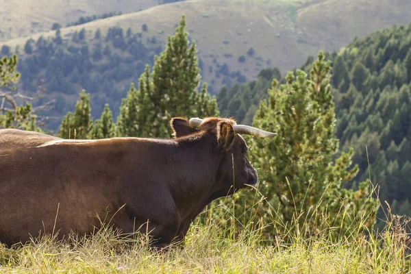 Bull Descansando Nas Montanhas — Fotografia de Stock