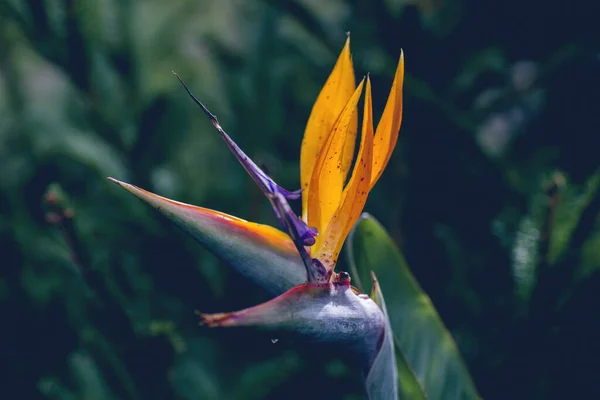 Bird of paradise or strelitzia flower