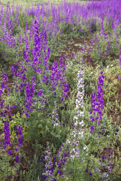 Delphinium Ajacis Purple Flowers — Stock Photo, Image