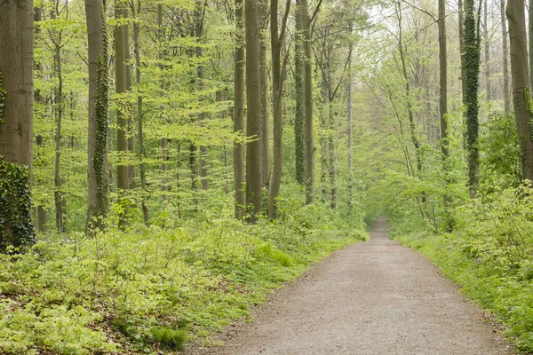 Estrada Uma Floresta Primavera Verde — Fotografia de Stock