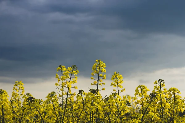 Gözyaşı Tohumu Sarı Çiçekler Mavi Fırtınalı Gökyüzü — Stok fotoğraf