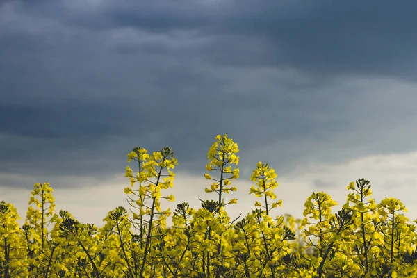 Colza Fiori Gialli Cielo Blu Tempestoso — Foto Stock