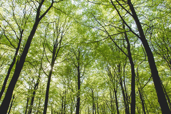 Green beech trees in spring