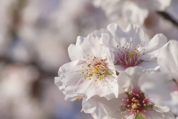 Mandelbaum Weiße Blüten Aus Nächster Nähe — Stockfoto
