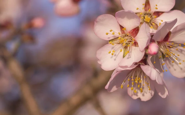 Badem Ağacı Çiçeği Detayı — Stok fotoğraf