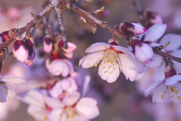 Badem Ağacının Ayrıntıları Pembe Çiçekler Açar — Stok fotoğraf