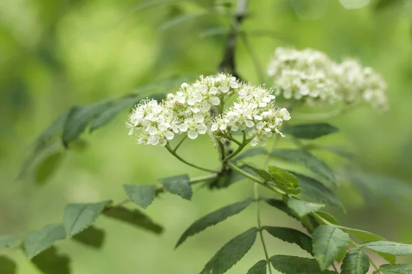 Fiori Bianchi Sambuco Fioriti Primavera — Foto Stock