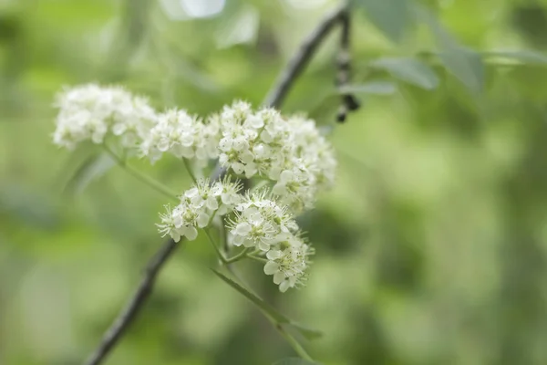 Europeiska Fläder Vita Vårblommor — Stockfoto