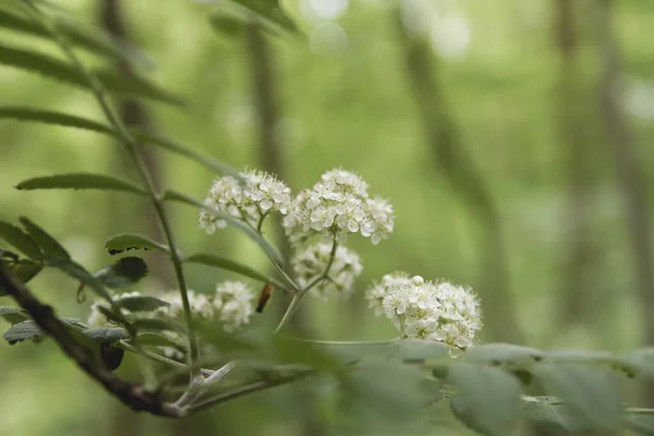 Sambucus Nigra Floração Primavera — Fotografia de Stock