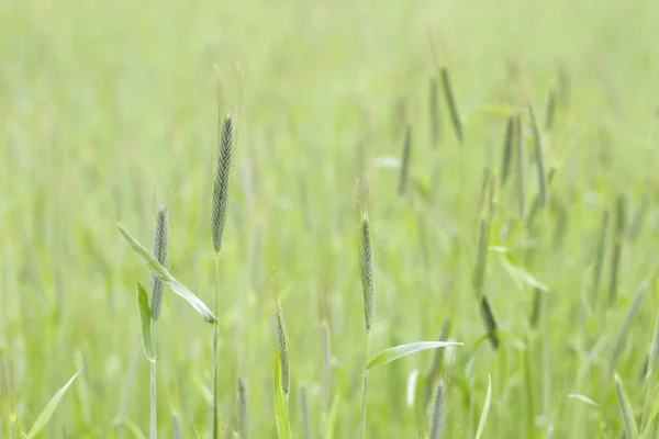 Detail Van Groene Grassen Lente — Stockfoto