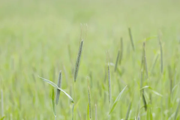 Grüner Weizen Aus Nächster Nähe — Stockfoto