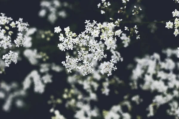 Cicuta Witte Bloemen Close — Stockfoto