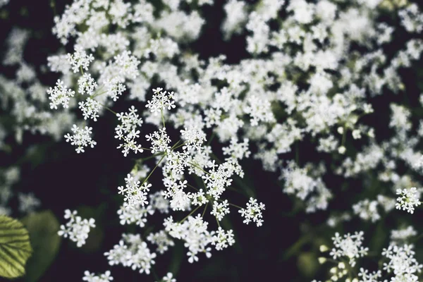 Hemlock Witte Lente Bloemen — Stockfoto
