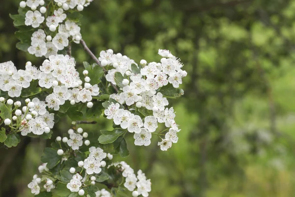 Witte Meidoorn Bloemen Bloeien Lente — Stockfoto