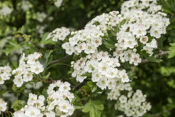 Hawthorn Bílé Jarní Květiny — Stock fotografie