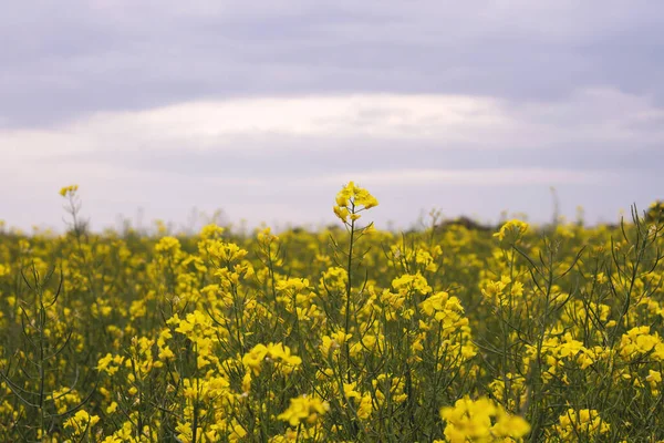 Rzepak Żółty Kwiaty Krajobraz Wiosną — Zdjęcie stockowe