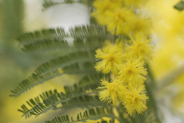 Dettaglio Fiori Giallo Acacia Mimosa — Foto Stock