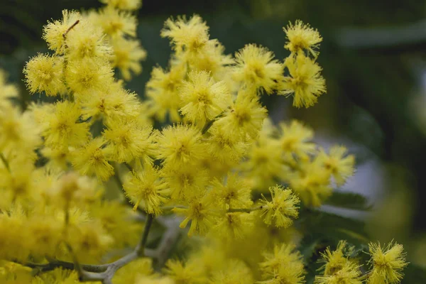 Fleurs Jaunes Acacacia Mimosa — Photo
