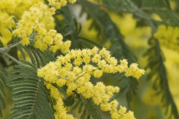 Acacia Dealbata Mimosa — Photo