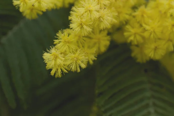 Detalle Flores Acacia Dealbata — Foto de Stock